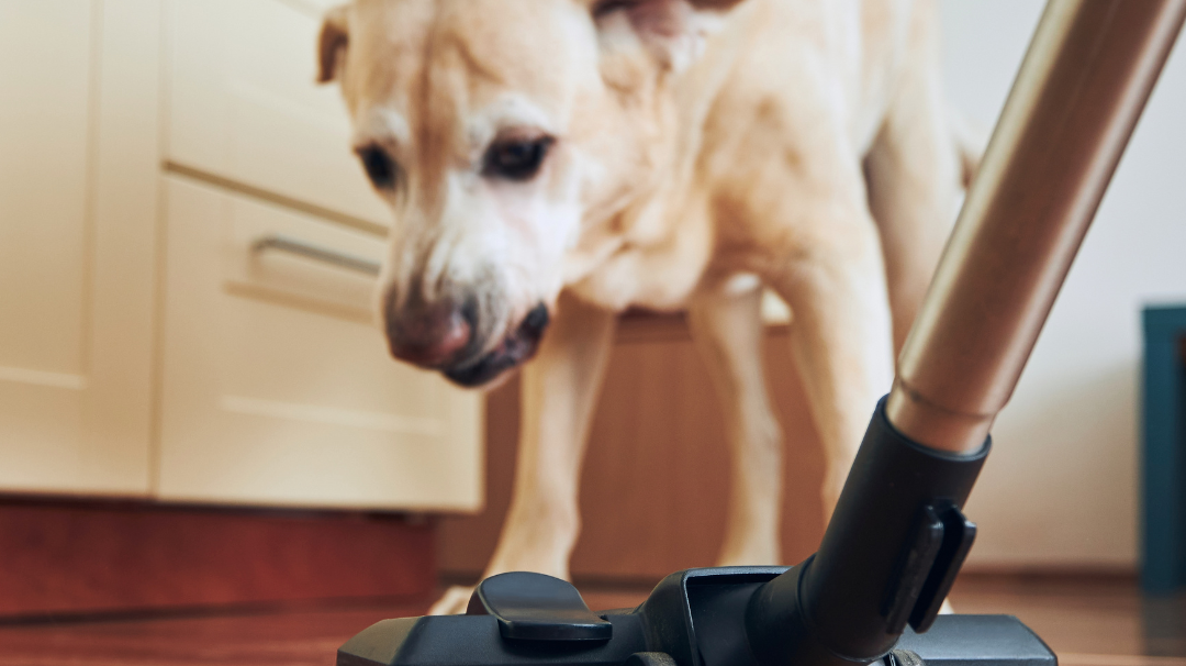 The Advantages of Central Vacuum Systems for Pet Owners: A Quieter, Cleaner, and Healthier Choice