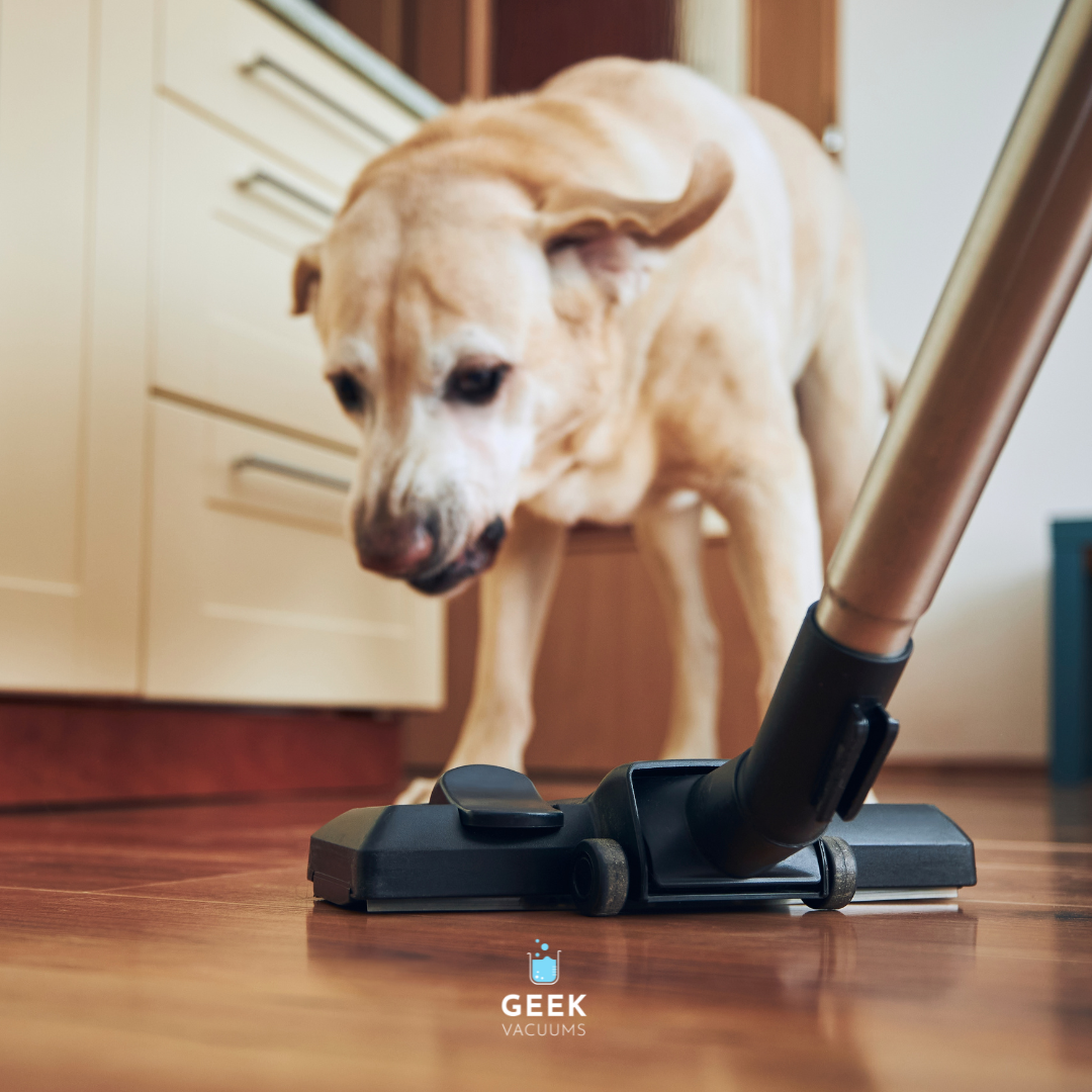 The Advantages of Central Vacuum Systems for Pet Owners: A Quieter, Cleaner, and Healthier Choice