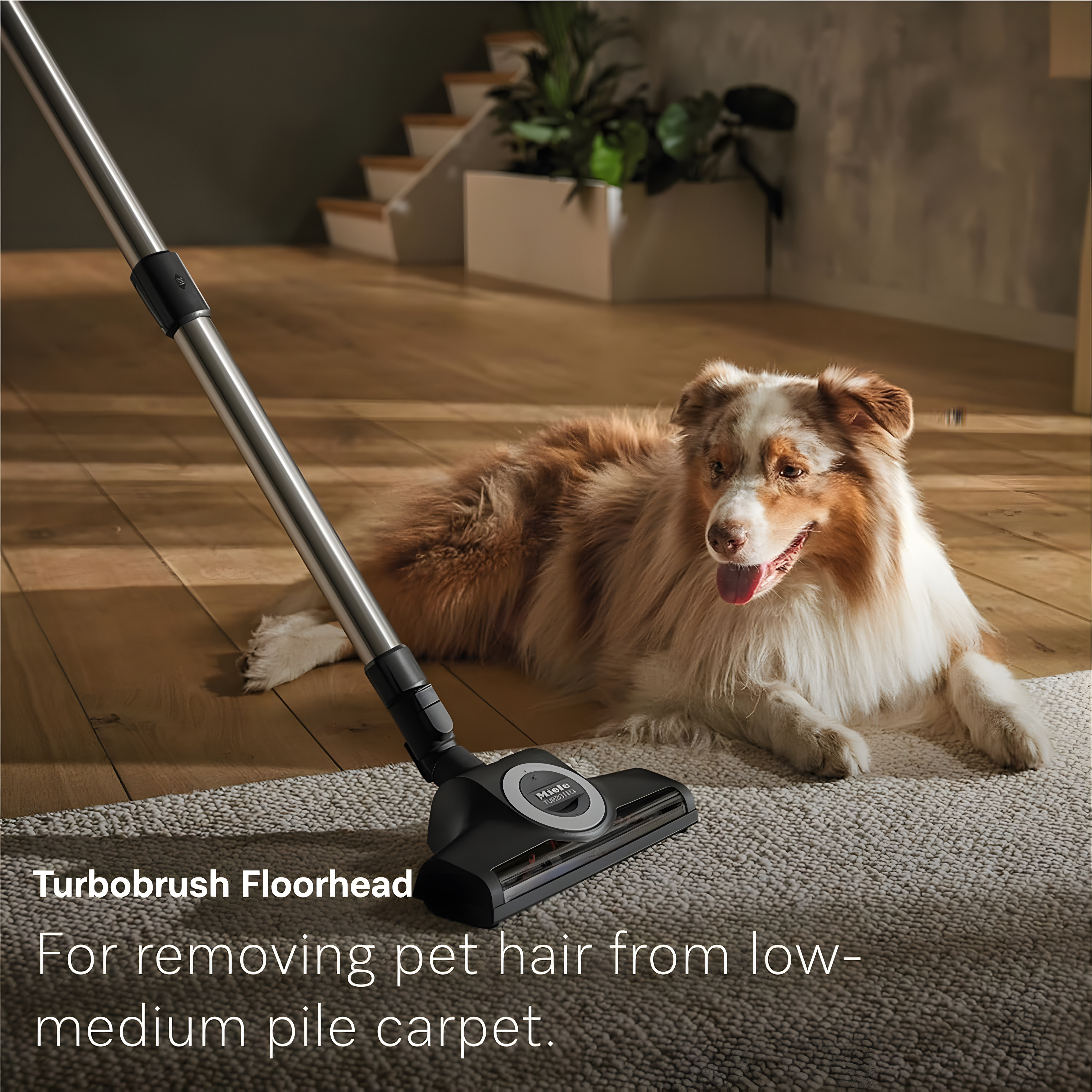 Miele Guard L1 Cat & Dog Canister Vacuum – Obsidian Black